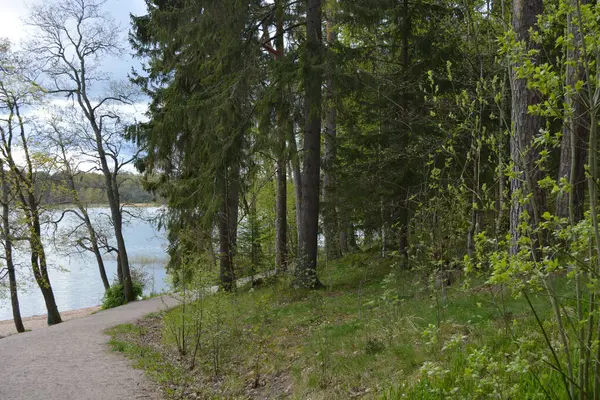 Güzel, nazik bir doğa, Baltık Denizi koyunun kıyıları, güzel bir kıyısı var. Uzun çam ağaçları, huş ağaçları, yaprak döken ağaçlar yeşil çalılar, kahverengi taşlar, saf sarı cırtlak.