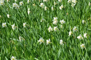 Alışılmadık güzel doğa, çiçek bahçesi, manzara tasarımı. Açık hava çiçek aranjmanı, parlak beyaz nergisler, dekoratif bahçe yeşili çimenler. İlkbaharda bir parkta çiçek açan nergisler (Narcissus pseudonarcissus).