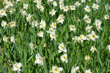 Alışılmadık güzel doğa, çiçek bahçesi, manzara tasarımı. Açık hava çiçek aranjmanı, parlak beyaz nergisler, dekoratif bahçe yeşili çimenler. İlkbaharda bir parkta çiçek açan nergisler (Narcissus pseudonarcissus).