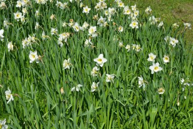 Alışılmadık güzel doğa, çiçek bahçesi, manzara tasarımı. Açık hava çiçek aranjmanı, parlak beyaz nergisler, dekoratif bahçe yeşili çimenler. İlkbaharda bir parkta çiçek açan nergisler (Narcissus pseudonarcissus).