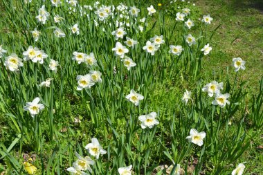 Alışılmadık güzel doğa, çiçek bahçesi, manzara tasarımı. Açık hava çiçek aranjmanı, parlak beyaz nergisler, dekoratif bahçe yeşili çimenler. İlkbaharda bir parkta çiçek açan nergisler (Narcissus pseudonarcissus).