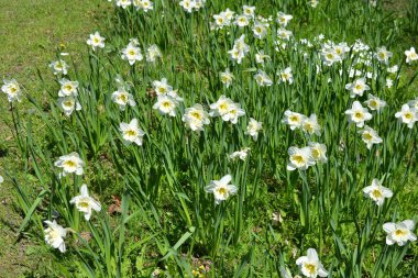 Alışılmadık güzel doğa, çiçek bahçesi, manzara tasarımı. Açık hava çiçek aranjmanı, parlak beyaz nergisler, dekoratif bahçe yeşili çimenler. İlkbaharda bir parkta çiçek açan nergisler (Narcissus pseudonarcissus).