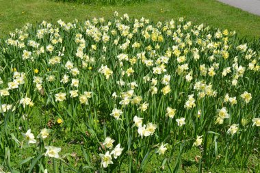Alışılmadık güzel doğa, çiçek bahçesi, manzara tasarımı. Açık hava çiçek aranjmanı, parlak sarı nergisler, dekoratif bahçe yeşili çimenler..