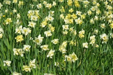 Alışılmadık güzel doğa, çiçek bahçesi, manzara tasarımı. Açık hava çiçek aranjmanı, parlak sarı nergisler, dekoratif bahçe yeşili çimenler..