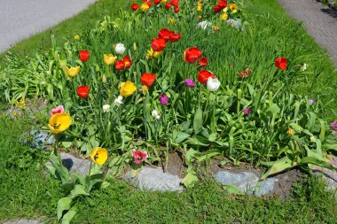 Alışılmadık güzel doğa, çiçek bahçesi, manzara tasarımı. Açık hava kompozisyonu, kırmızı, sarı, beyaz laleler, çiçekler, büyük taşlı dekoratif bahçe çimenleri..