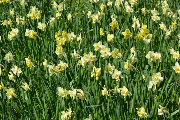 Alışılmadık güzel doğa, çiçek bahçesi, manzara tasarımı. Açık hava çiçek aranjmanı, parlak sarı nergisler, dekoratif bahçe yeşili çimenler..
