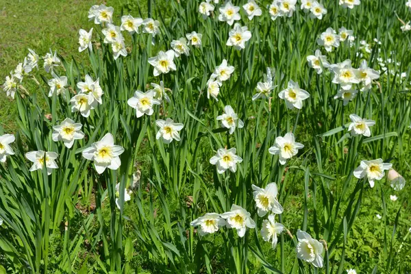 Alışılmadık güzel doğa, çiçek bahçesi, manzara tasarımı. Açık hava çiçek aranjmanı, parlak beyaz nergisler, dekoratif bahçe yeşili çimenler. İlkbaharda bir parkta çiçek açan nergisler (Narcissus pseudonarcissus).