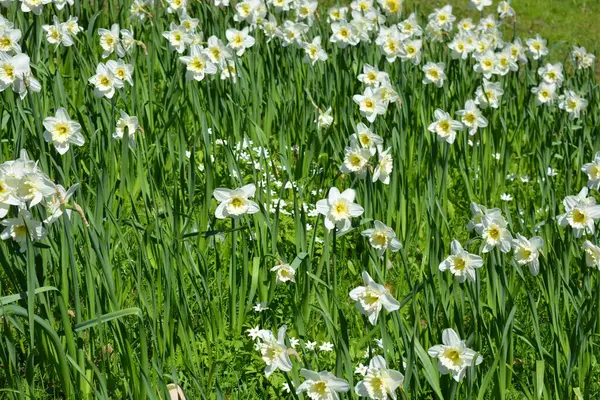 Alışılmadık güzel doğa, çiçek bahçesi, manzara tasarımı. Açık hava çiçek aranjmanı, parlak beyaz nergisler, dekoratif bahçe yeşili çimenler. İlkbaharda bir parkta çiçek açan nergisler (Narcissus pseudonarcissus).