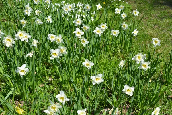 Alışılmadık güzel doğa, çiçek bahçesi, manzara tasarımı. Açık hava çiçek aranjmanı, parlak beyaz nergisler, dekoratif bahçe yeşili çimenler. İlkbaharda bir parkta çiçek açan nergisler (Narcissus pseudonarcissus).