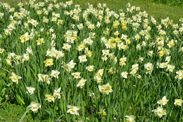 Alışılmadık güzel doğa, çiçek bahçesi, manzara tasarımı. Açık hava çiçek aranjmanı, parlak sarı nergisler, dekoratif bahçe yeşili çimenler..