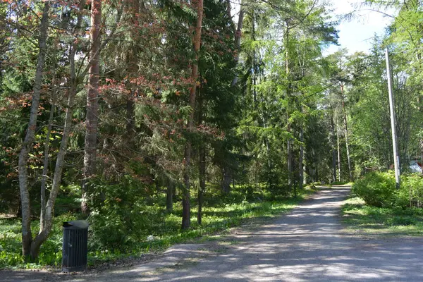Finlandiya, Espoo 'daki Hyljelahti bölgesinin güzel ve canlı doğası. Kumlu yolu olan, geçilemez yeşil orman. Uzun köknar, çalı, çalılar, eski ahşap kütükler, kütükler, yeşil çimenler ve bitkiler ormanda yetişir..
