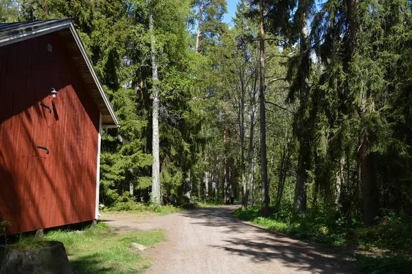 Finlandiya, Espoo 'daki Hyljelahti bölgesinin güzel ve canlı doğası. Uzun köknar ağaçları, süsleri, kumlu bir yolun yakınındaki eski kırmızı ahşap evi olan geçilemez yeşil orman..