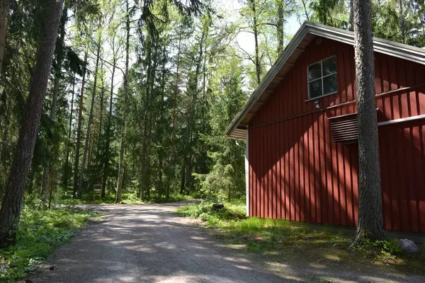 Finlandiya, Espoo 'daki Hyljelahti bölgesinin güzel ve canlı doğası. Uzun köknar ağaçları, süsleri, kumlu bir yolun yakınındaki eski kırmızı ahşap evi olan geçilemez yeşil orman..