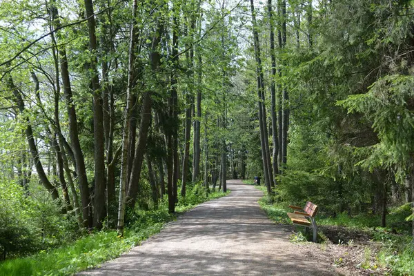 Finlandiya, Espoo 'daki Hyljelahti bölgesinin güzel ve canlı doğası. Kumlu yolu olan, geçilemez yeşil orman. Uzun köknar, çalı, çalılar, eski ahşap kütükler, kütükler, yeşil çimenler ve bitkiler ormanda yetişir..