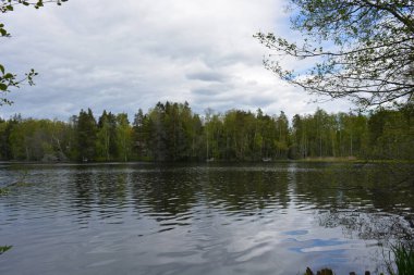 Hannusjrvi Gölü, Finlandiya 'nın Espoo şehrinin Hyljelahti bölgesinde yer alır. Gölün kumlu kıyısı, uzun köknar ağaçları, çalılar, eski ahşap kütükler, yeşil çimenler ve bitkilerle dolu yeşil orman..