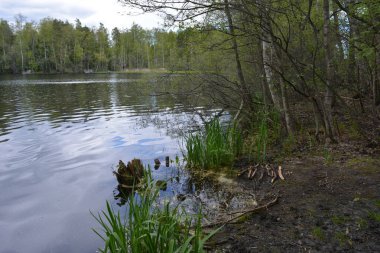 Hannusjrvi Gölü, Finlandiya 'nın Espoo şehrinin Hyljelahti bölgesinde yer alır. Gölün kumlu kıyısı, uzun köknar ağaçları, çalılar, eski ahşap kütükler, yeşil çimenler ve bitkilerle dolu yeşil orman..