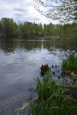 Hannusjrvi Gölü, Finlandiya 'nın Espoo şehrinin Hyljelahti bölgesinde yer alır. Gölün kumlu kıyısı, uzun köknar ağaçları, çalılar, eski ahşap kütükler, yeşil çimenler ve bitkilerle dolu yeşil orman..