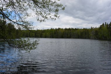 Hannusjrvi Gölü, Finlandiya 'nın Espoo şehrinin Hyljelahti bölgesinde yer alır. Gölün kumlu kıyısı, uzun köknar ağaçları, çalılar, eski ahşap kütükler, yeşil çimenler ve bitkilerle dolu yeşil orman..