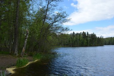 Hannusjrvi Gölü, Finlandiya 'nın Espoo şehrinin Hyljelahti bölgesinde yer alır. Gölün kumlu kıyısı, uzun köknar ağaçları, çalılar, eski ahşap kütükler, yeşil çimenler ve bitkilerle dolu yeşil orman..