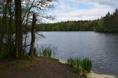 Hannusjrvi Gölü, Finlandiya 'nın Espoo şehrinin Hyljelahti bölgesinde yer alır. Gölün kumlu kıyısı, uzun köknar ağaçları, çalılar, eski ahşap kütükler, yeşil çimenler ve bitkilerle dolu yeşil orman..