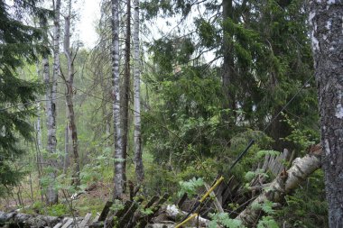Finlandiya 'nın Espoo şehrinde Hyljelahti Gölü yakınlarında yer alır. Uzun köknar ağaçları, yapraklar, çalılar, eski ahşap kütükler, kütükler, yeşil çimenler ve bitkiler..