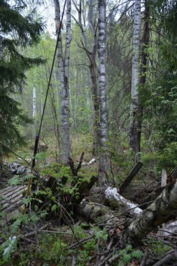 Finlandiya 'nın Espoo şehrinde Hyljelahti Gölü yakınlarında yer alır. Uzun köknar ağaçları, yapraklar, çalılar, eski ahşap kütükler, kütükler, yeşil çimenler ve bitkiler..
