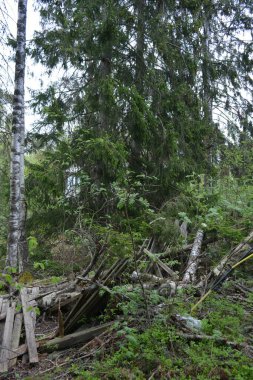 Finlandiya 'nın Espoo şehrinde Hyljelahti Gölü yakınlarında yer alır. Uzun köknar ağaçları, yapraklar, çalılar, eski ahşap kütükler, kütükler, yeşil çimenler ve bitkiler..