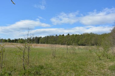 Finlandiya, Espoo 'daki Hyljelahti bölgesinin güzel ve canlı doğası. Kumlu yolu olan, geçilemez yeşil orman. Uzun köknar, çalı, çalılar, eski ahşap kütükler, kütükler, yeşil çimenler ve bitkiler ormanda yetişir..