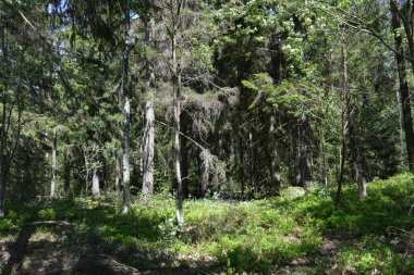 Finlandiya, Espoo 'daki Hyljelahti bölgesinin güzel ve canlı doğası. Kumlu yolu olan, geçilemez yeşil orman. Uzun köknar, çalı, çalılar, eski ahşap kütükler, kütükler, yeşil çimenler ve bitkiler ormanda yetişir..