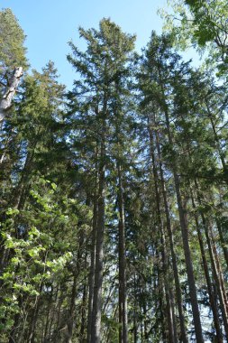 Finlandiya, Espoo 'daki Hyljelahti bölgesinin güzel ve canlı doğası. Kumlu yolu olan, geçilemez yeşil orman. Uzun köknar, çalı, çalılar, eski ahşap kütükler, kütükler, yeşil çimenler ve bitkiler ormanda yetişir..