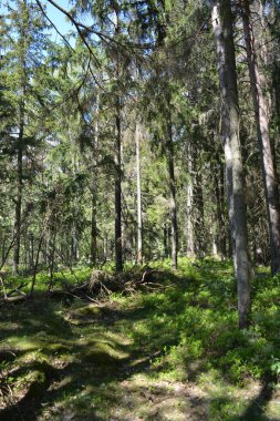Finlandiya, Espoo 'daki Hyljelahti bölgesinin güzel ve canlı doğası. Kumlu yolu olan, geçilemez yeşil orman. Uzun köknar, çalı, çalılar, eski ahşap kütükler, kütükler, yeşil çimenler ve bitkiler ormanda yetişir..