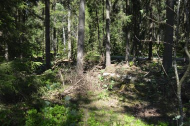Finlandiya, Espoo 'daki Hyljelahti bölgesinin güzel ve canlı doğası. Kumlu yolu olan, geçilemez yeşil orman. Uzun köknar, çalı, çalılar, eski ahşap kütükler, kütükler, yeşil çimenler ve bitkiler ormanda yetişir..