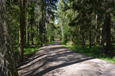 Finlandiya, Espoo 'daki Hyljelahti bölgesinin güzel ve canlı doğası. Kumlu yolu olan, geçilemez yeşil orman. Uzun köknar, çalı, çalılar, eski ahşap kütükler, kütükler, yeşil çimenler ve bitkiler ormanda yetişir..
