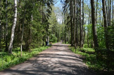 Finlandiya, Espoo 'daki Hyljelahti bölgesinin güzel ve canlı doğası. Kumlu yolu olan, geçilemez yeşil orman. Uzun köknar, çalı, çalılar, eski ahşap kütükler, kütükler, yeşil çimenler ve bitkiler ormanda yetişir..