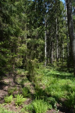 Finlandiya, Espoo 'daki Hyljelahti bölgesinin güzel ve canlı doğası. Kumlu yolu olan, geçilemez yeşil orman. Uzun köknar, çalı, çalılar, eski ahşap kütükler, kütükler, yeşil çimenler ve bitkiler ormanda yetişir..