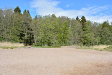 Finlandiya, Espoo 'daki Hyljelahti bölgesinin güzel ve canlı doğası. Kumlu yolu olan, geçilemez yeşil orman. Uzun köknar, çalı, çalılar, eski ahşap kütükler, kütükler, yeşil çimenler ve bitkiler ormanda yetişir..