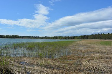 Finlandiya körfezinin doğası, Finlandiya 'nın Espoo şehrinin Hyljelahti bölgesinde. Güzel sarı kumları, temiz suları, yeşil sazlıkları, büyük taşları, uzun yeşil köknar ağaçları, mavi gökyüzü boyunca uzanan ladin ağaçları olan yerel bir sahil..