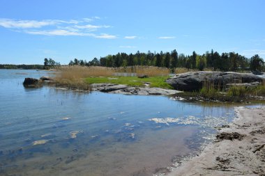 Finlandiya körfezinin doğası, Finlandiya 'nın Espoo şehrinin Hyljelahti bölgesinde. Güzel sarı kumları, temiz suları, yeşil sazlıkları, büyük taşları, uzun yeşil köknar ağaçları, mavi gökyüzü boyunca uzanan ladin ağaçları olan yerel bir sahil..