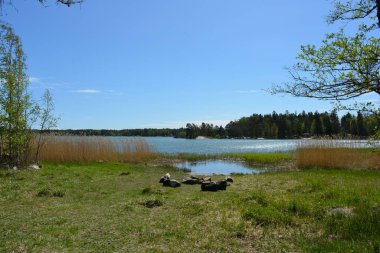 Finlandiya körfezinin doğası, Finlandiya 'nın Espoo şehrinin Hyljelahti bölgesinde. Güzel sarı kumları, temiz suları, yeşil sazlıkları, büyük taşları, uzun yeşil köknar ağaçları, mavi gökyüzü boyunca uzanan ladin ağaçları olan yerel bir sahil..