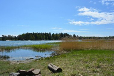Finlandiya körfezinin doğası, Finlandiya 'nın Espoo şehrinin Hyljelahti bölgesinde. Güzel sarı kumları, temiz suları, yeşil sazlıkları, büyük taşları, uzun yeşil köknar ağaçları, mavi gökyüzü boyunca uzanan ladin ağaçları olan yerel bir sahil..