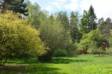 Büyük yeşil çayır, sarı karahindibalı çayır, büyük yaprak döken yeşil park ağaçları, yeşil köknar ve ladin. Parlak doğa Espoo şehrinin Hyljelahti bölgesinde yer almaktadır..