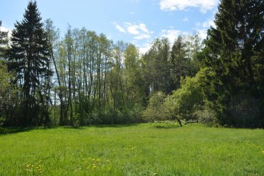 Büyük yeşil çayır, sarı karahindibalı çayır, büyük yaprak döken yeşil park ağaçları, yeşil köknar ve ladin. Parlak doğa Espoo şehrinin Hyljelahti bölgesinde yer almaktadır..
