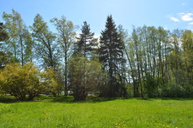 Büyük yeşil çayır, sarı karahindibalı çayır, büyük yaprak döken yeşil park ağaçları, yeşil köknar ve ladin. Parlak doğa Espoo şehrinin Hyljelahti bölgesinde yer almaktadır..