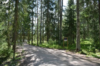 Finlandiya, Espoo 'daki Hyljelahti bölgesinin güzel ve canlı doğası. Kumlu yolu olan, geçilemez yeşil orman. Uzun köknar, çalı, çalılar, eski ahşap kütükler, kütükler, yeşil çimenler ve bitkiler ormanda yetişir..