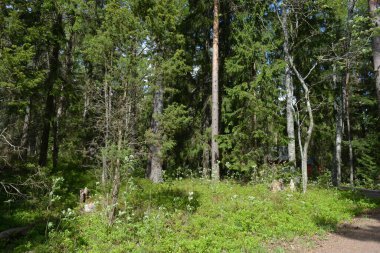 Finlandiya, Espoo 'daki Hyljelahti bölgesinin güzel ve canlı doğası. Kumlu yolu olan, geçilemez yeşil orman. Uzun köknar, çalı, çalılar, eski ahşap kütükler, kütükler, yeşil çimenler ve bitkiler ormanda yetişir..