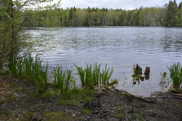 Hannusjrvi Gölü, Finlandiya 'nın Espoo şehrinin Hyljelahti bölgesinde yer alır. Gölün kumlu kıyısı, uzun köknar ağaçları, çalılar, eski ahşap kütükler, yeşil çimenler ve bitkilerle dolu yeşil orman..