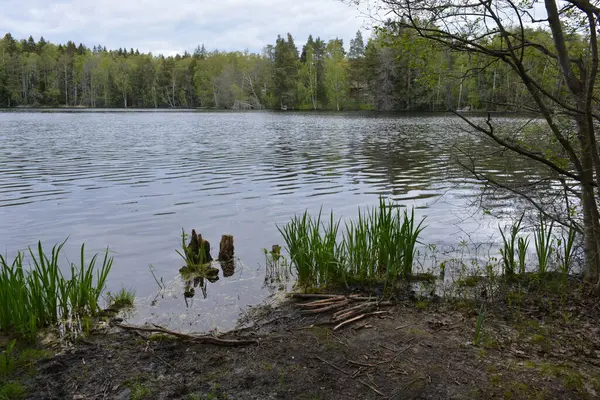 Hannusjrvi Gölü, Finlandiya 'nın Espoo şehrinin Hyljelahti bölgesinde yer alır. Gölün kumlu kıyısı, uzun köknar ağaçları, çalılar, eski ahşap kütükler, yeşil çimenler ve bitkilerle dolu yeşil orman..