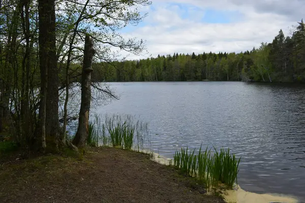 Hannusjrvi Gölü, Finlandiya 'nın Espoo şehrinin Hyljelahti bölgesinde yer alır. Gölün kumlu kıyısı, uzun köknar ağaçları, çalılar, eski ahşap kütükler, yeşil çimenler ve bitkilerle dolu yeşil orman..
