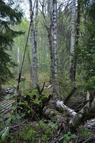 Finlandiya 'nın Espoo şehrinde Hyljelahti Gölü yakınlarında yer alır. Uzun köknar ağaçları, yapraklar, çalılar, eski ahşap kütükler, kütükler, yeşil çimenler ve bitkiler..