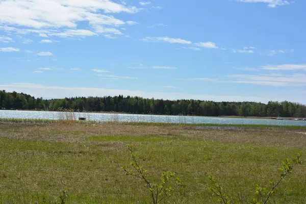 Finlandiya körfezinin doğası, Finlandiya 'nın Espoo şehrinin Hyljelahti bölgesinde. Güzel sarı kumları, temiz suları, yeşil sazlıkları, büyük taşları, uzun yeşil köknar ağaçları, mavi gökyüzü boyunca uzanan ladin ağaçları olan yerel bir sahil..